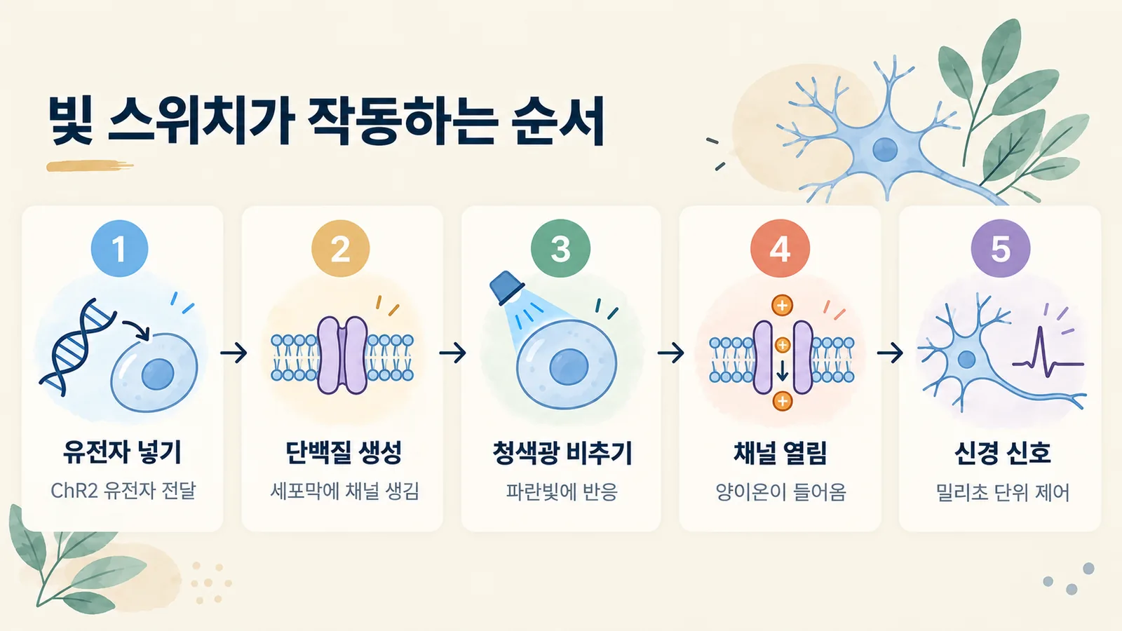 채널로돕신 유전자를 넣고 청색광을 비춰 신경 신호를 일으키는 5단계